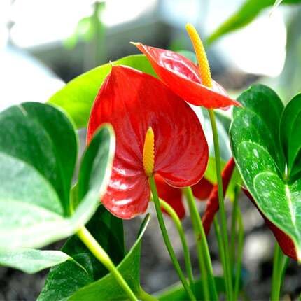 Red Anthurium Flower Seeds