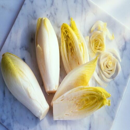 Yellow Endive vegetable seeds - Heirloom, Organic, Non Gmo Garden Seeds for kitchen garden planting