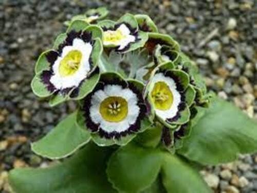 Green Primula Auricula Flower Seeds