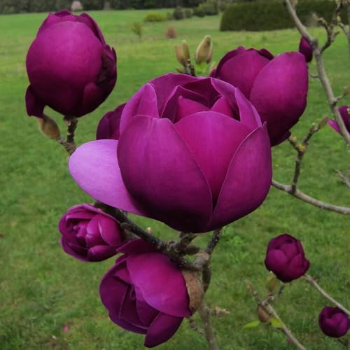Purple Mangolia Flower Seeds