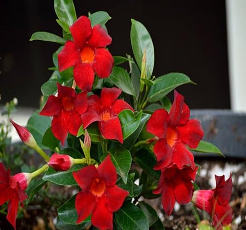 Dipladenia Flower Seeds