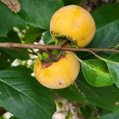Orange Persimmon Fruit fruit seeds for organic garden planting