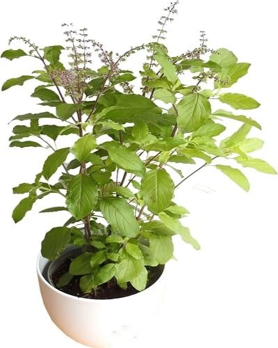 Green Tulsi Basil Plant Seeds herb seeds - home gardening, heirloom garden seeds