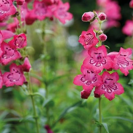 Pink Penstemon Flower Seeds