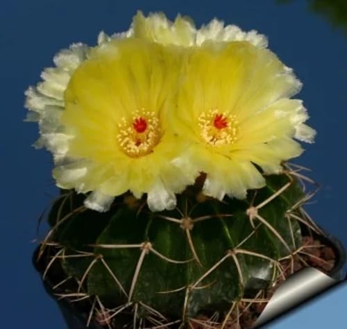 Yellow melocactus Flower Seeds