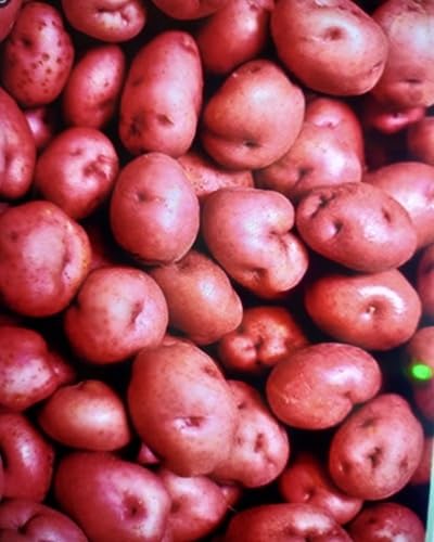 red Potato vegetable seeds for Home Gardening, Healthy Seasonal Vegetable Planting for kitchen garden planting