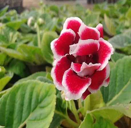 Gloxinia Flower Seeds