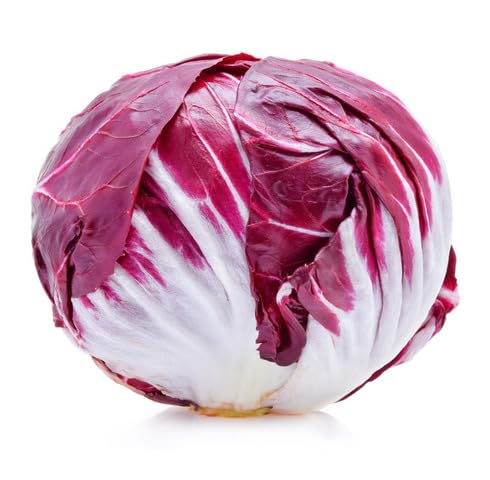 Maroon Radicchio vegetable seeds for Home Gardening, Natural Farm Fresh Gardening Choice for kitchen garden planting