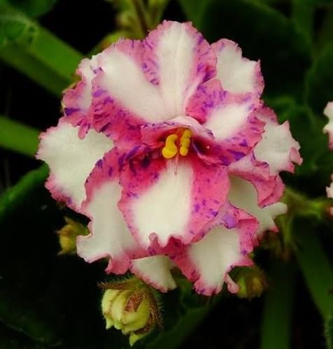 Mixed saintpaulia Flower Seeds