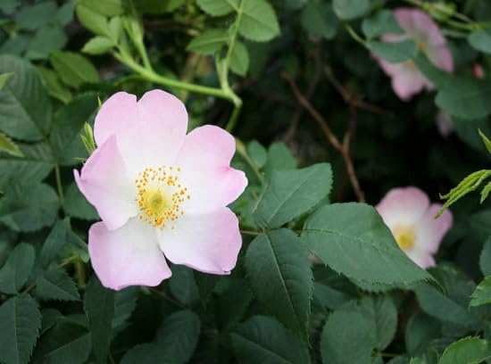 pink rosehip flower seeds