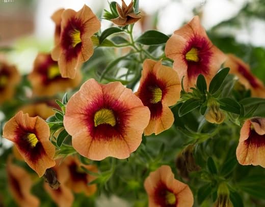 Green Calibrachoa Flower Seeds
