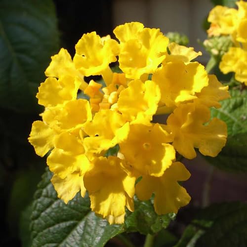 Red Lantana Flower Seeds