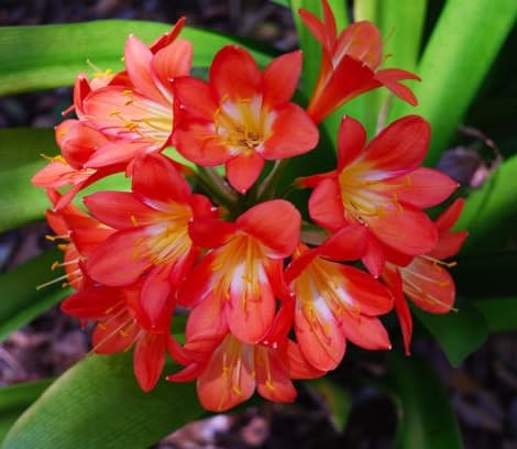 Orange Clivia Flower Seeds