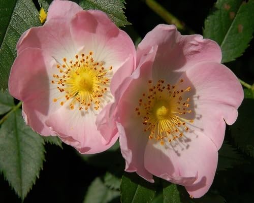 canina flower seeds flower