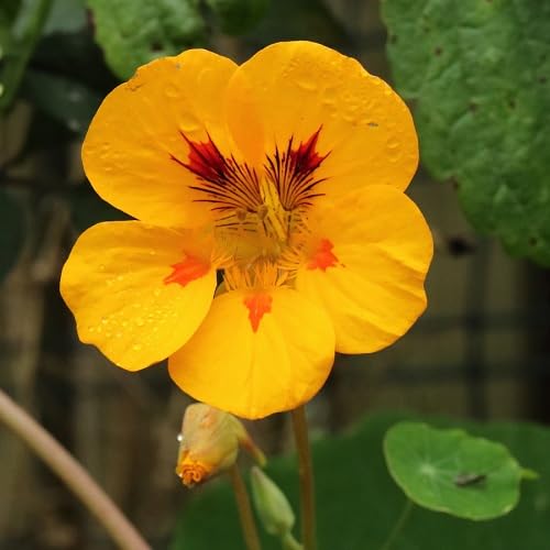 Yellow Tropaeolum Flower Seeds