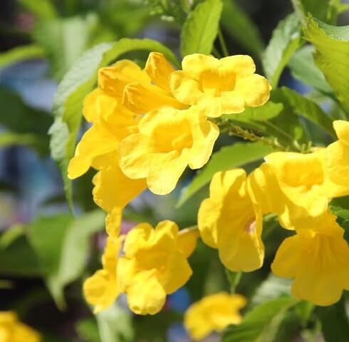 Yellow Tecoma Flower Seeds