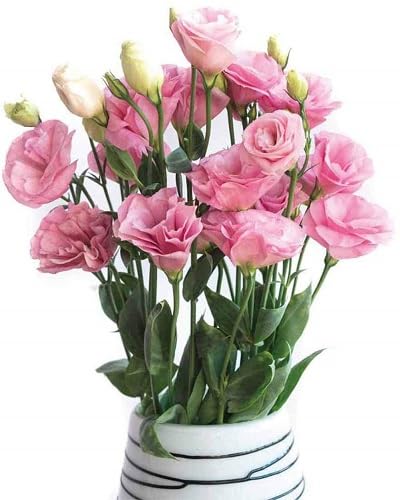 Pink Eustoma Flower Seeds