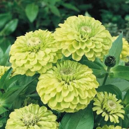Green Zinnia Flower Seeds