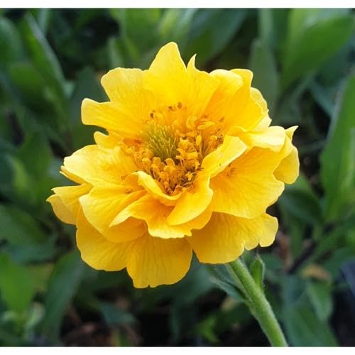 Yellow Stratheden Flower Seeds