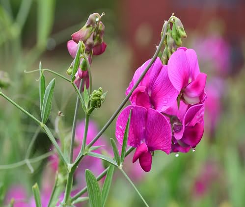 Pink Sweet Pea Flower Seeds