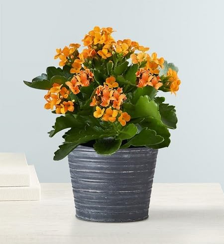 Orange Kalanchoe Flowers Seeds