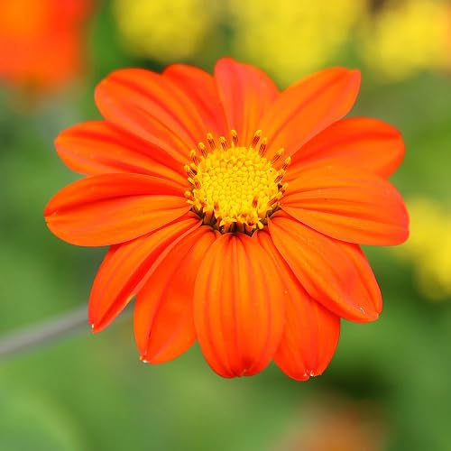 Orange Tithonia Rotundifolia Flower Seeds