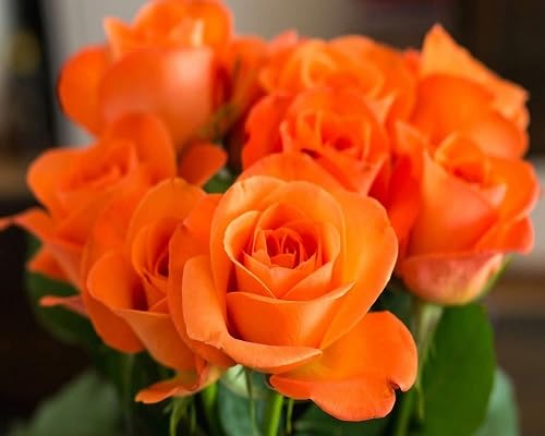 Orange Rose Flower Seeds