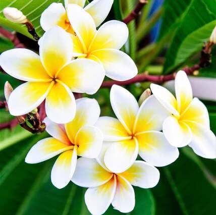 White Yellow Plumeria Flower Seeds