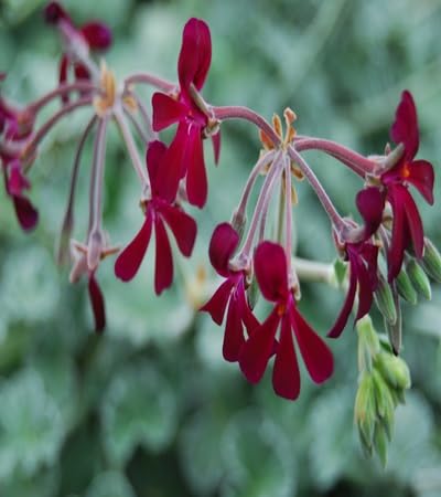 Pelargonium sidoides Flower Seeds