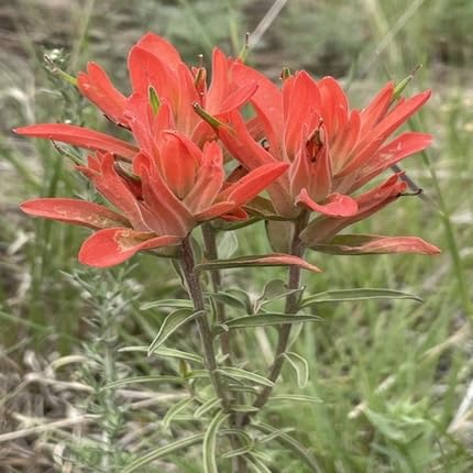 Castilleja Flower Seeds
