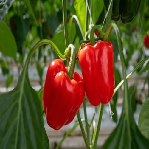 Pepper Red vegetable seeds for Home Gardening, Premium Kitchen Garden Planting Premium for kitchen garden planting