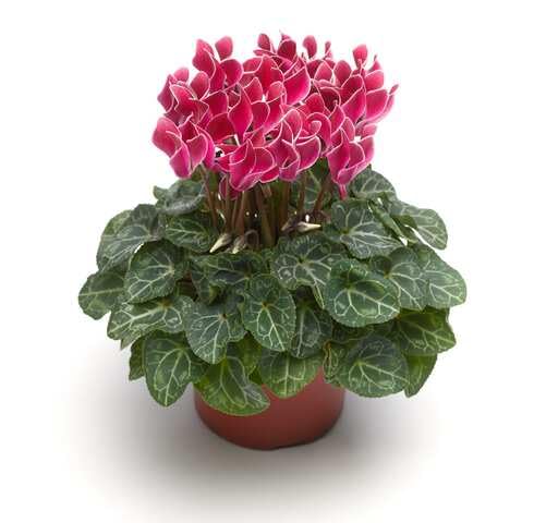 Red White Cyclamen Flower Seeds