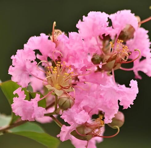 Pink Lagerstroemia Flower Seeds