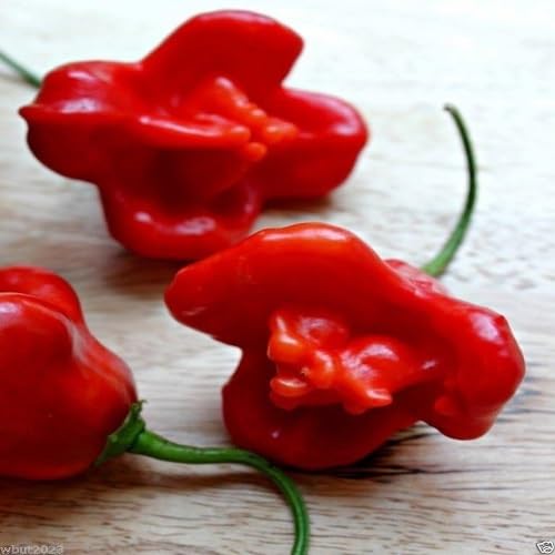 Red Pepper Vegetbale Seeds vegetable seeds for Home Gardening, Premium Kitchen Garden Collection for kitchen garden planting