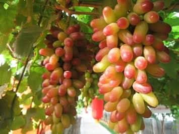 Grape Fruit For Growing Lush Vines With Sweet Fruits For Sustainable Orchard Growing Fruit Seeds