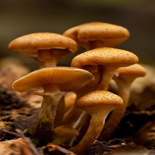 Mushroom ,brown vegetable seeds - Heirloom, Organic, Non Gmo Garden Seeds for kitchen garden planting