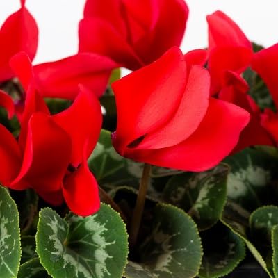 Red Cyclamen Flower Seeds
