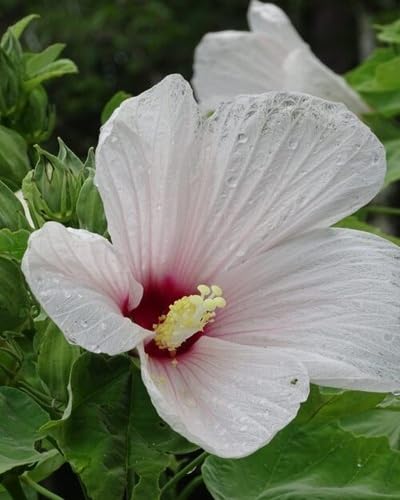 white giant hibiscus flower