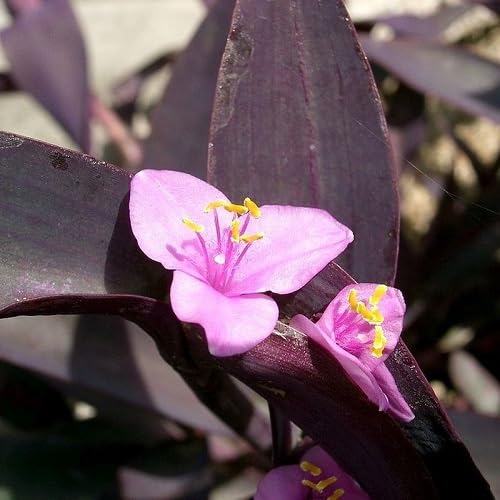 Lavender Tradescantia Flower Seeds