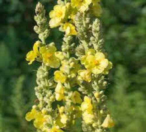 Verbascum Flower Seeds