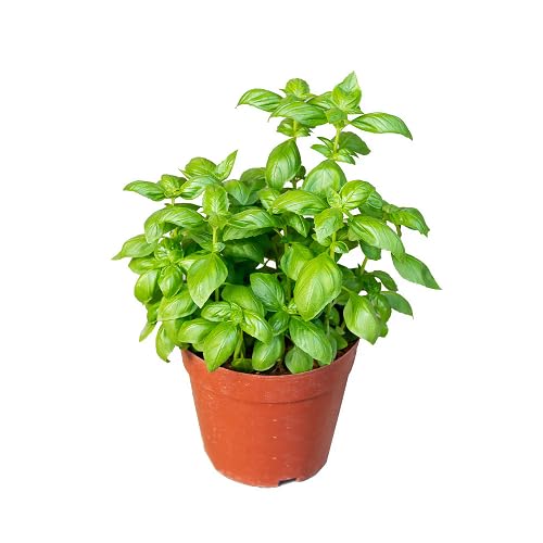 Green Basil Plant Seeds herb seeds - natural growing, healthy herbs garden seeds