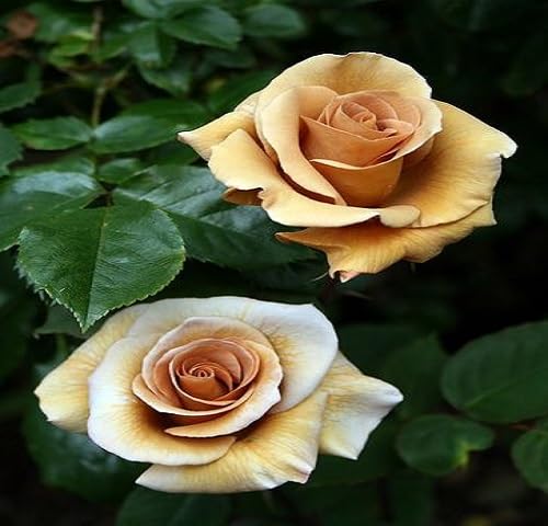 Giant Rose Flower Seeds