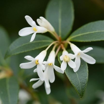 White Osmanthus Flower Seeds