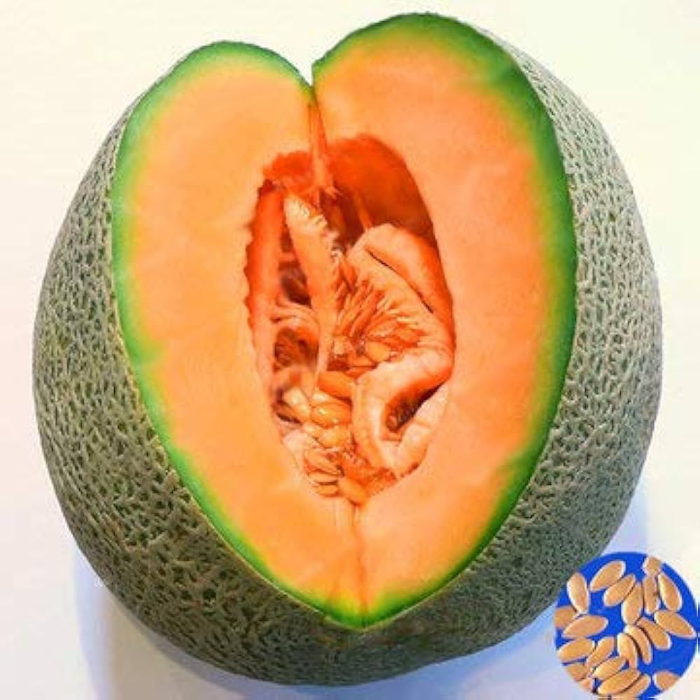 Hales Best Cantaloupe Cucumis Melo