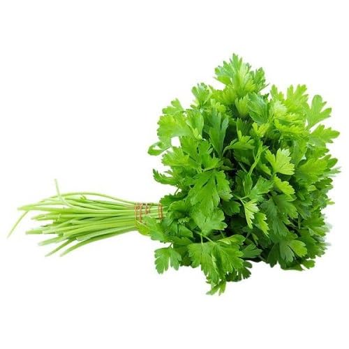 Coriander Plant Seeds Green herb seeds - heirloom, natural growing garden seeds