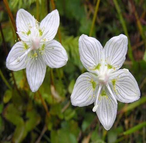 White Parnassia Flower Seeds
