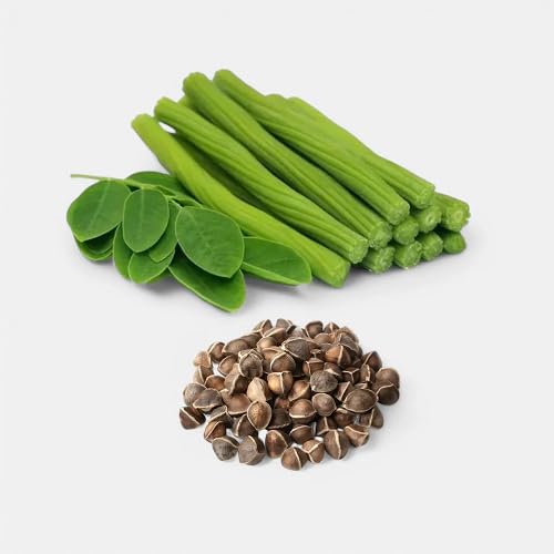 Green Drumstick Vegetable Seeds Heirloom, Non-GMO for Home Garden Planting