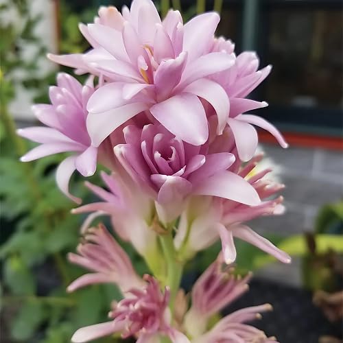 Pink Tuberose Flower Seeds