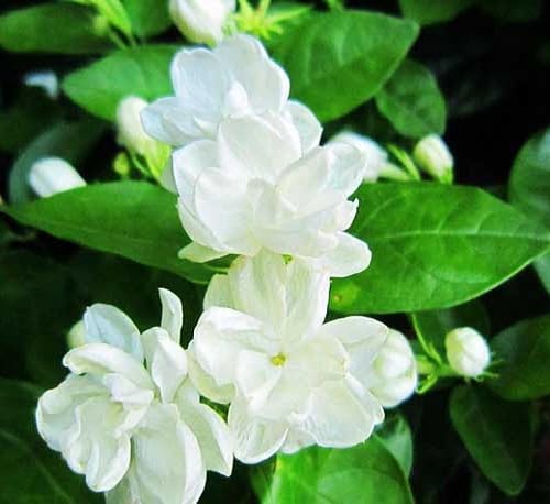 White Arabian Jasmine Flower Seeds