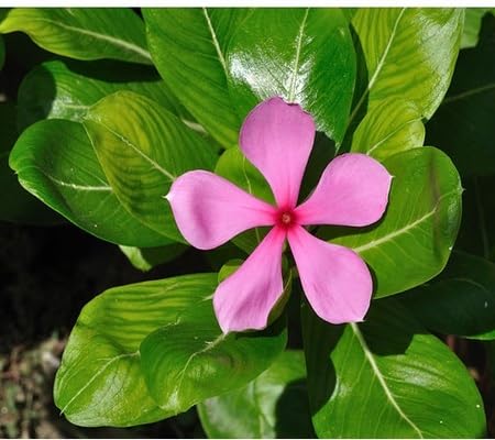 Roseus Flower Seeds